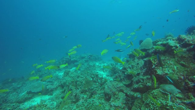 Coral reef and fish underwater video