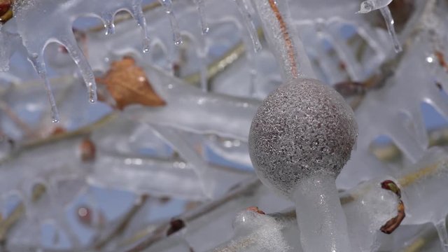 Ice encases twigs, branches, a leaf, and a seed ball in a delicate crystal pattern, creating a winter fairyland, following an ice storm.