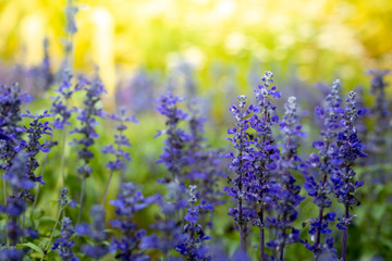 The background image of the colorful flowers