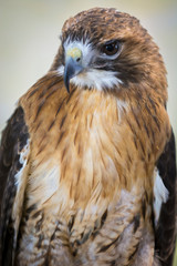 Hawk Upstate New York Adirondacks Winter Raptor Fest