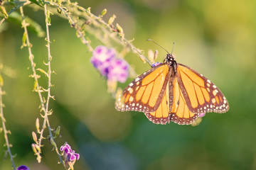 Fototapeta na wymiar Orange monarch wanderer butterfly, Danaus plexippus, resting on Duranta repens purple flower, backyard garden