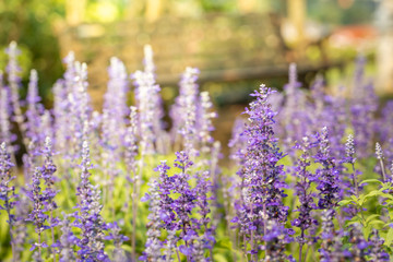 Obraz premium The background image of the colorful flowers