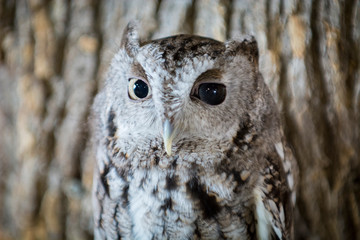 Owl Upstate New York Adirondacks Winter Raptor Fest