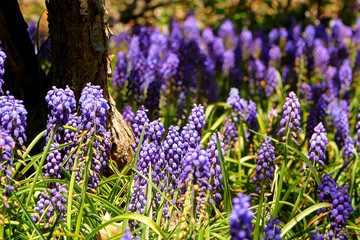 Obraz premium Clusters of chubby, little, lavender blue bells flowers of Blue Grape Hyacinth (Muscari armeniacum) growing on sturdy stems, blurred background.