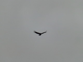 Cóndor andino volando