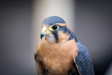 Aplomado Falcon Upstate New York Adirondacks Winter Raptor Fest