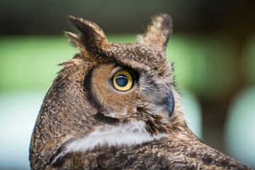 Owl Upstate New York Adirondacks Winter Raptor Fest