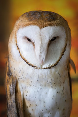 Owl Upstate New York Adirondacks Winter Raptor Fest