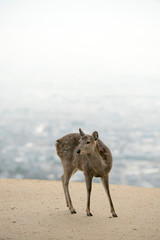 奈良公園の神鹿