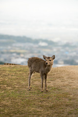奈良公園の神鹿