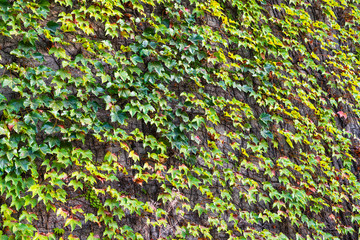 Green Ivy growing on a vertical cement wall;