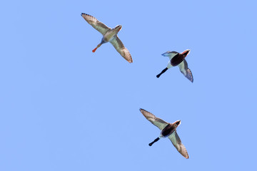 Low angle view of a flying group of Northern shoveler (Spatula clypeata) ducks, San Francisco Bay, California