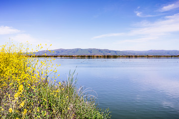 Spring landscape in the wetlands of South San Francisco Bay Area, with wild mustard flowers blooming on the shoreline, and waterfowl swimming on the calm waters of a pond; Sunnyvale, California