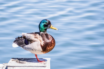 Close up of brightly colored male mallard duck (Anas platyrhynchos) standing on a concrete platform on the shoreline of a pond, Sunnyvale, San Francisco bay area, California