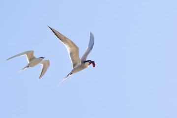 Flying Caspian Tern (Hydroprogne caspia) with a freshly caught fish in its beak, followed closely by a second one, blue sky background; San Francisco bay area, California