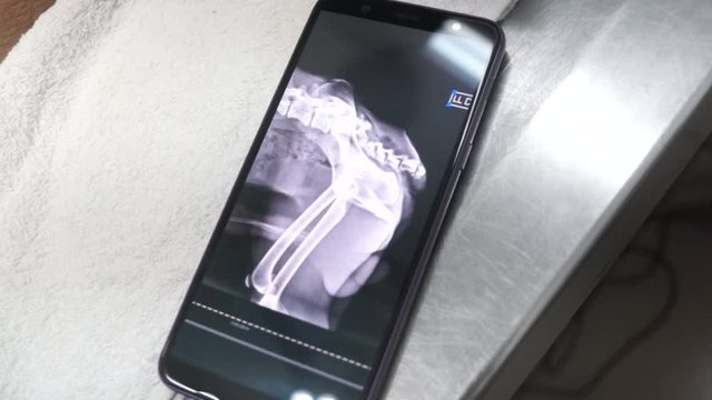 smartphone showing an x-ray image of a dog before surgery