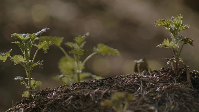 Colony of ants crawl and creep along ground, macro, close-up, low