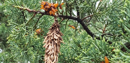 branches of a tree in the garden