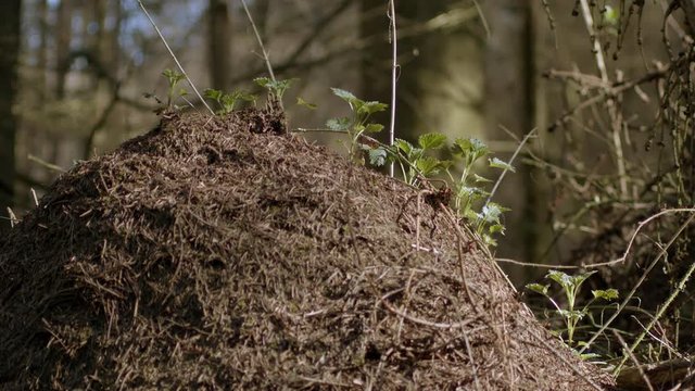 Earth mound crawls with ant colony, low angle