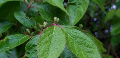 rain drops on a leaf