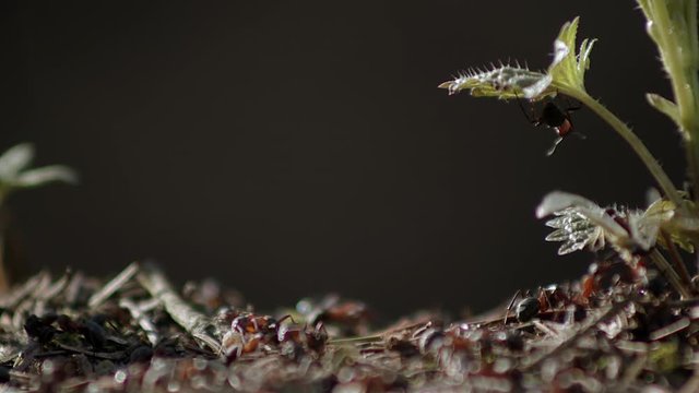 Ant hangs from weed over colony creeping along ground, macro