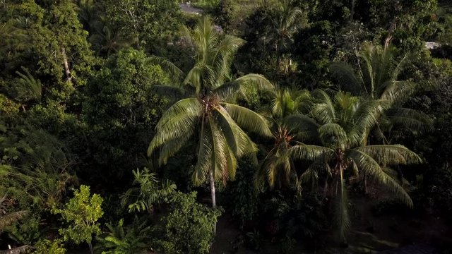 Aerial of an unrecognizable man shaking a palm tree in Papua New Guinea. Jib up