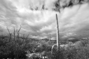 desert black and white