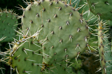 prickly pear cactus