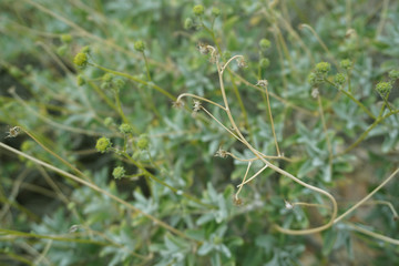 close up of green grass in the field