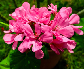 Flores rosadas jardín