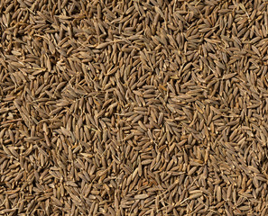 Cumin seeds as a background. Or texture