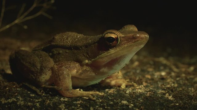 Bronze backed Frog sits on a rock at night when its active in the Western Ghats of India during Winter , around the forest streams trying to find food and mate