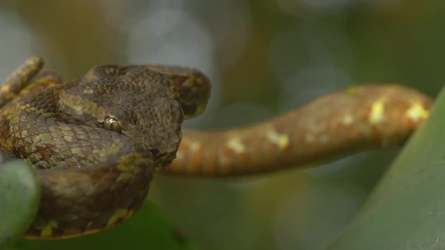 A malabar pit Viper sits semi coiled in a attacking position late evening just before the rains starts in the Western Ghat Jungles of India