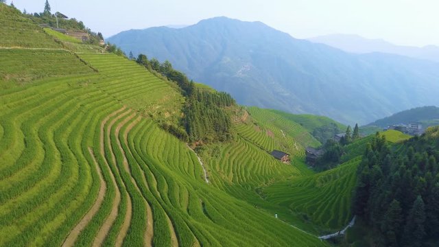 View of the Seven Stars Accompany the Moon cascading layered Rice Terraces forming part of Longji Rice Terraces, Pingan village, northern Guilin, Guangxi Province, China