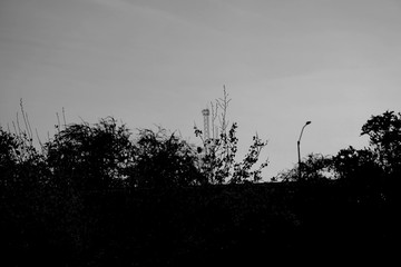 silhouette of a tree