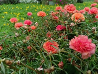 purslane flowers have colorful flower petals