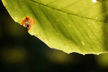 Green leaf