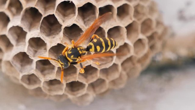 Wasp Nest With dangerous Wasps Sitting On Honeycomb,macro shot footage
