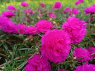purslane flowers have colorful flower petals