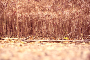 dry grass background