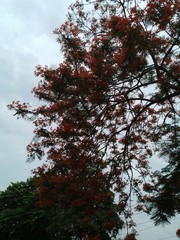 Obraz premium Tulip tree with beautiful flowers,free leaf