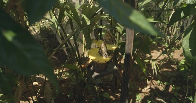 Butterflies feeding on a pineapple in a butterfly garden located in the Embera tribe, Panama
