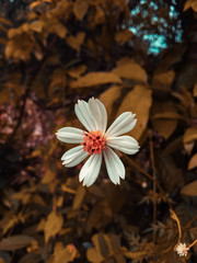 flowers in the snow