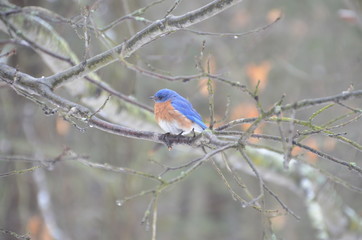 Bluebird on Icy Branch