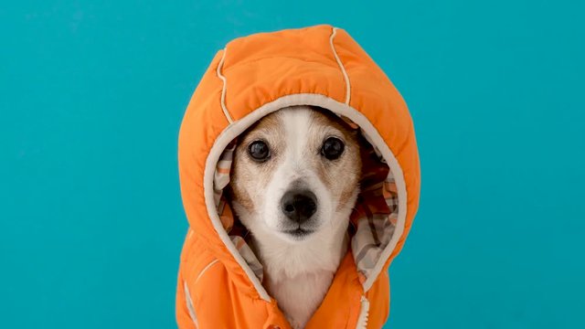 Funny little dog wearing bright orange costume with hood looking at camera sitting against blue background