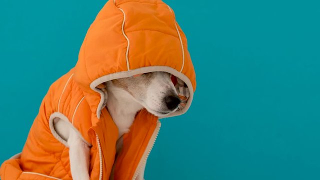 Cute little dog in orange warm waistcoat with hood over eyes sniffed something off screen sitting against bright blue background