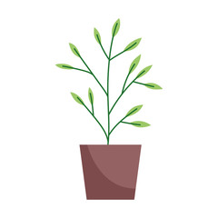 potted plant decoration interior isolated icon white background