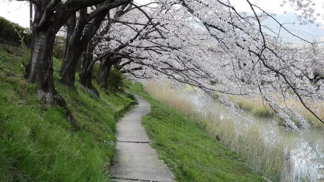桜小径と芦池（４K動画）