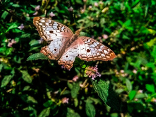 Obraz premium Mariposa marrón descansa en planta verde