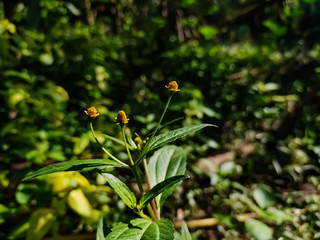Acmella is a genus of plants in the aster family, Asteraceae, described as a genus in 1807. It is native to the Americas and has been introduced to Asia, Africa, the Pacific islands, and Australia.